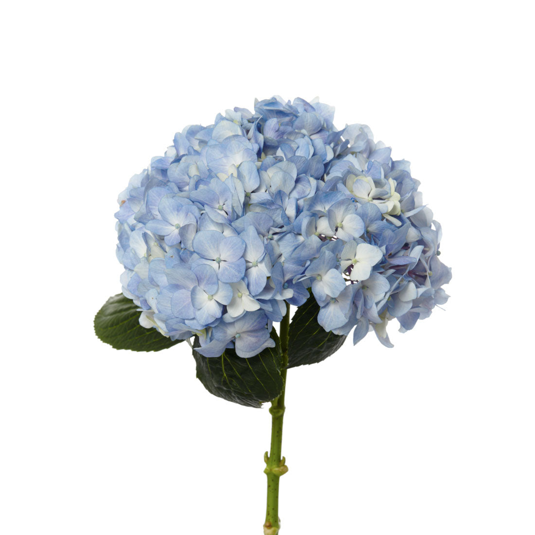 Hydrangea