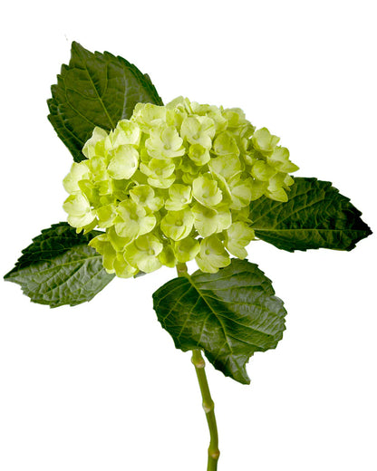 Hydrangea