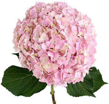 Hydrangea