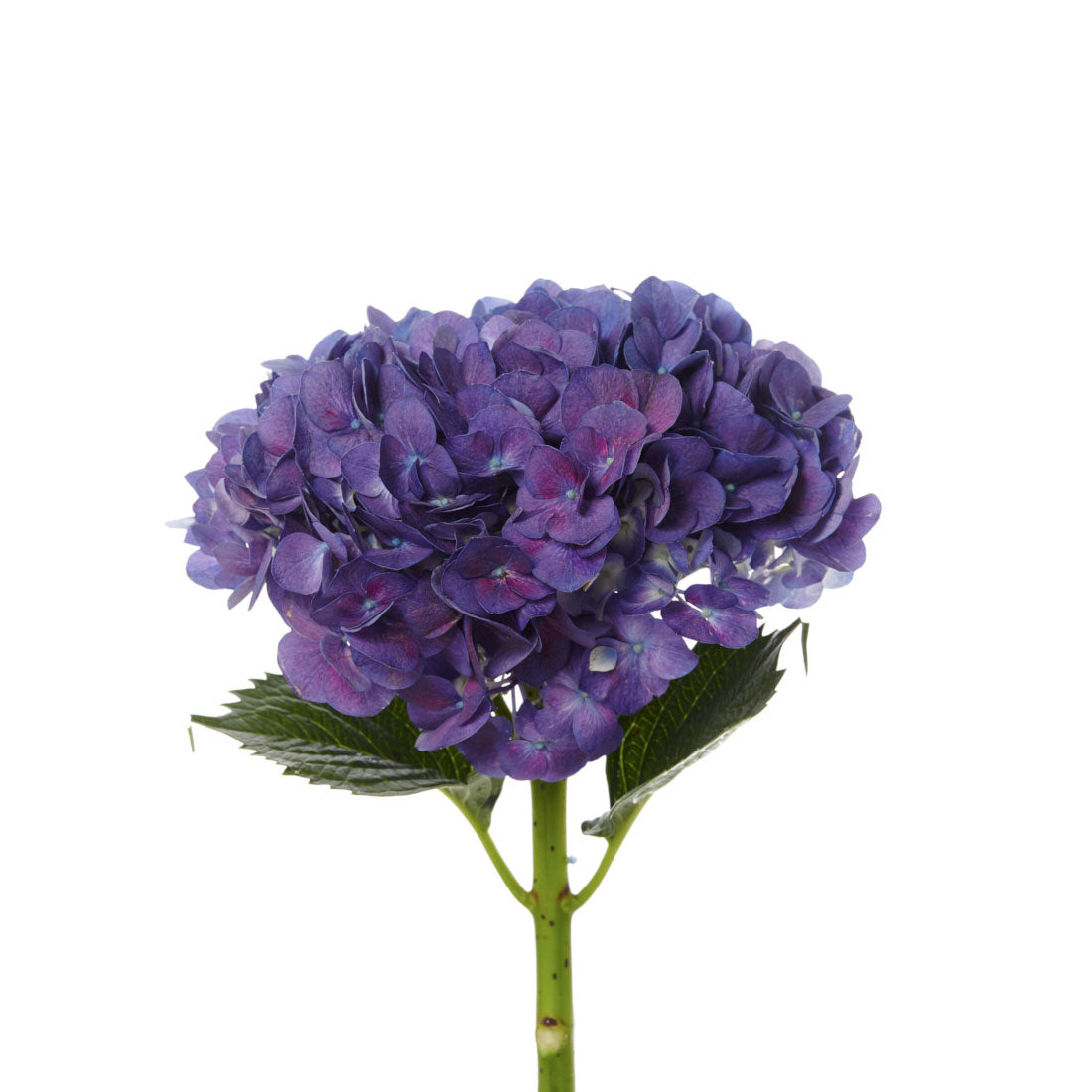 Hydrangea