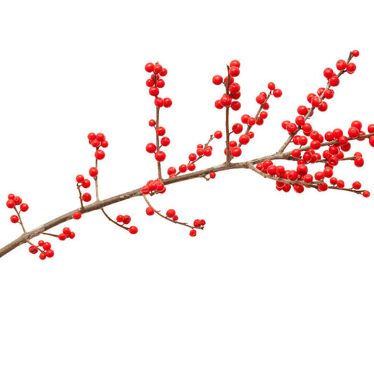 Ilex Berry