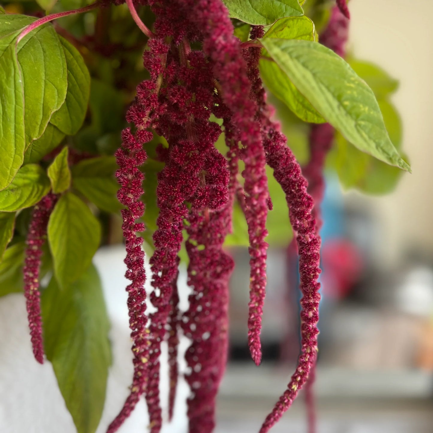 Amaranthus