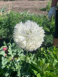 Anemone (Poppy)