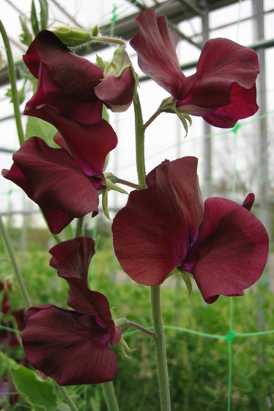 Sweet Peas