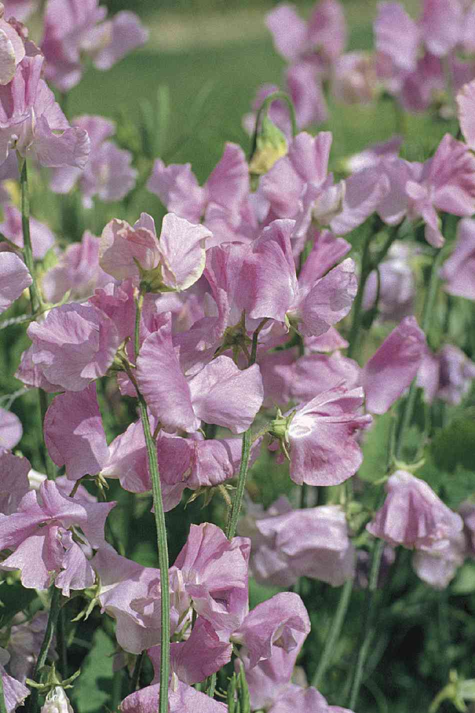 Sweet Peas