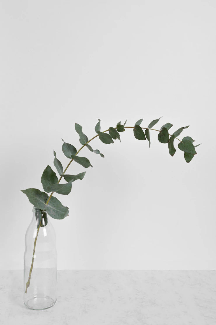 Eucalyptus