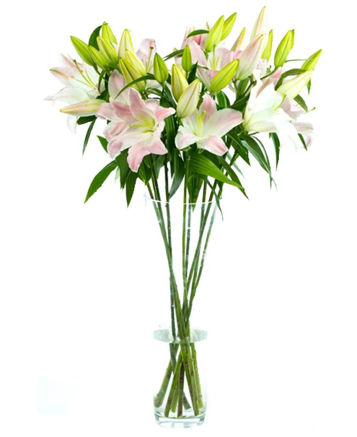 Lilium  Asiatic