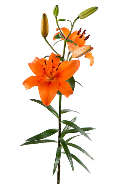 Lilium  Asiatic