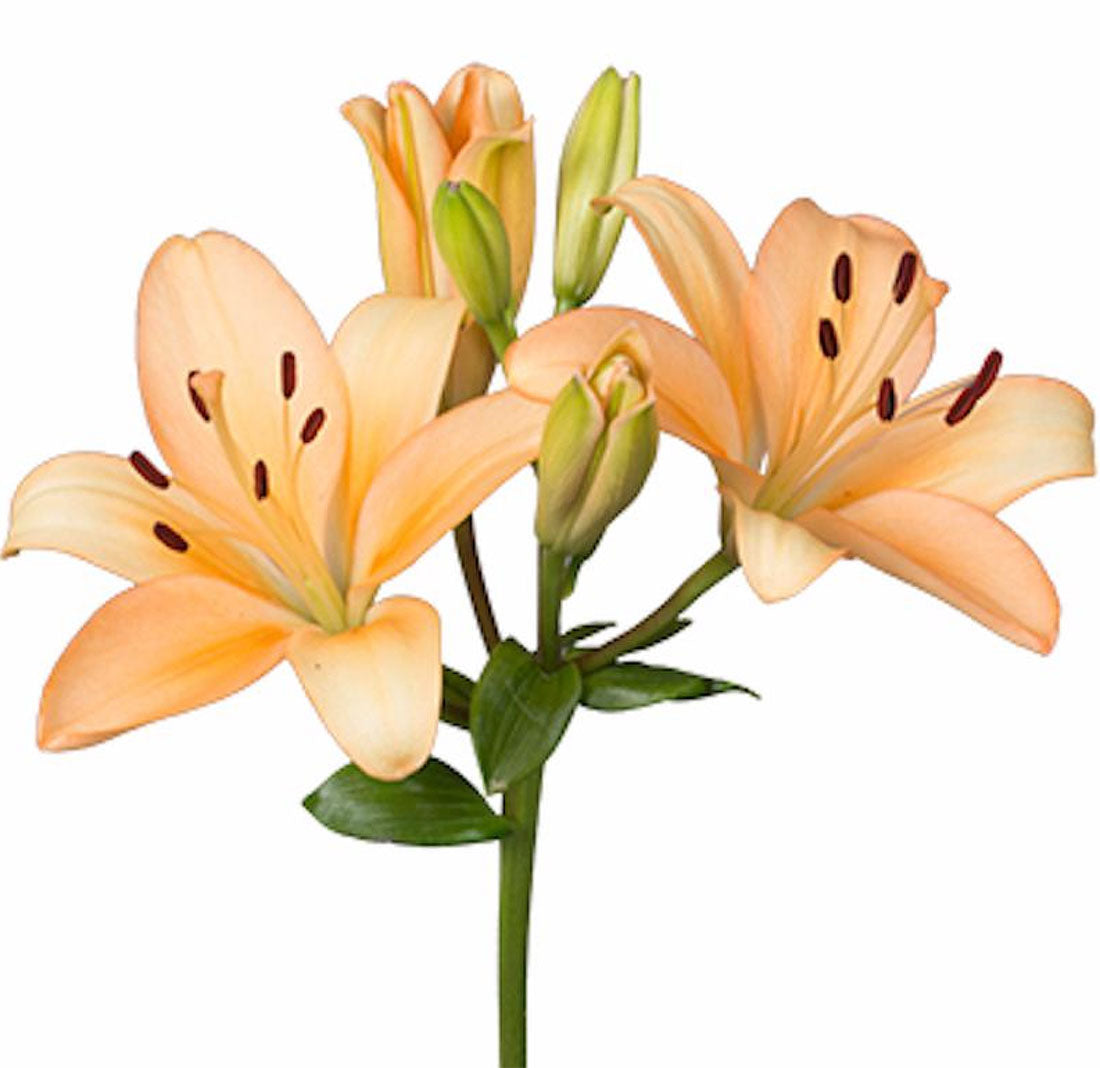 Lilium  Asiatic