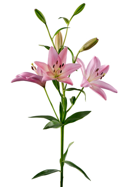 Lilium  Asiatic