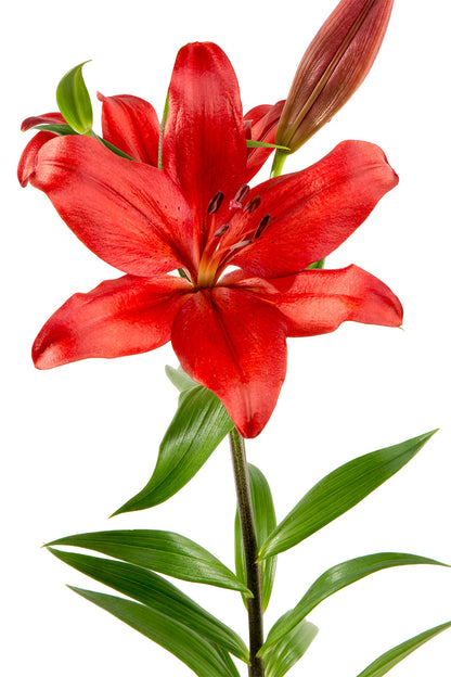 Lilium  Asiatic