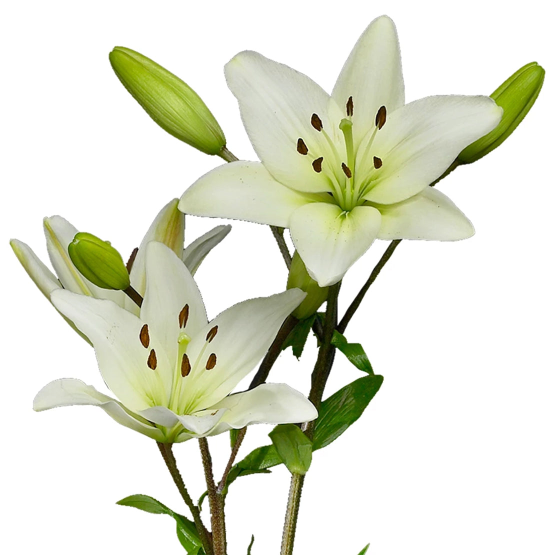 Lilium  Asiatic