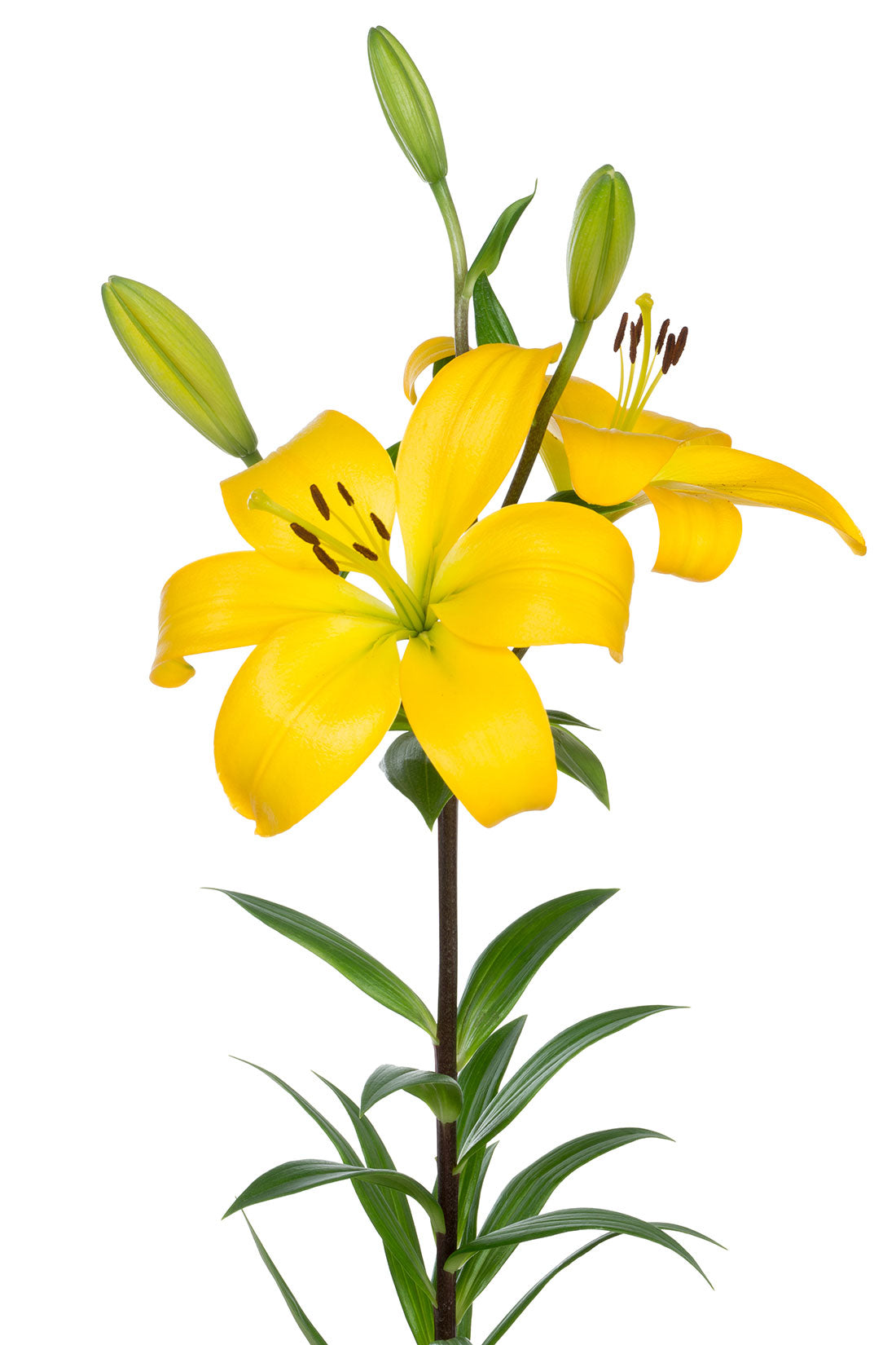 Lilium  Asiatic