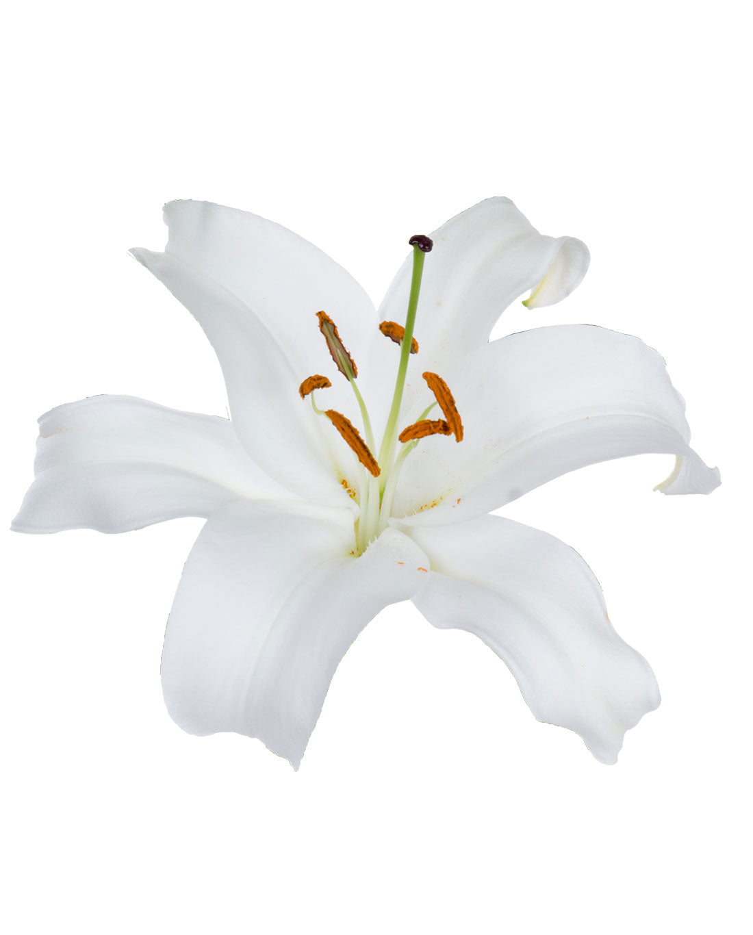 Casablanca Lily