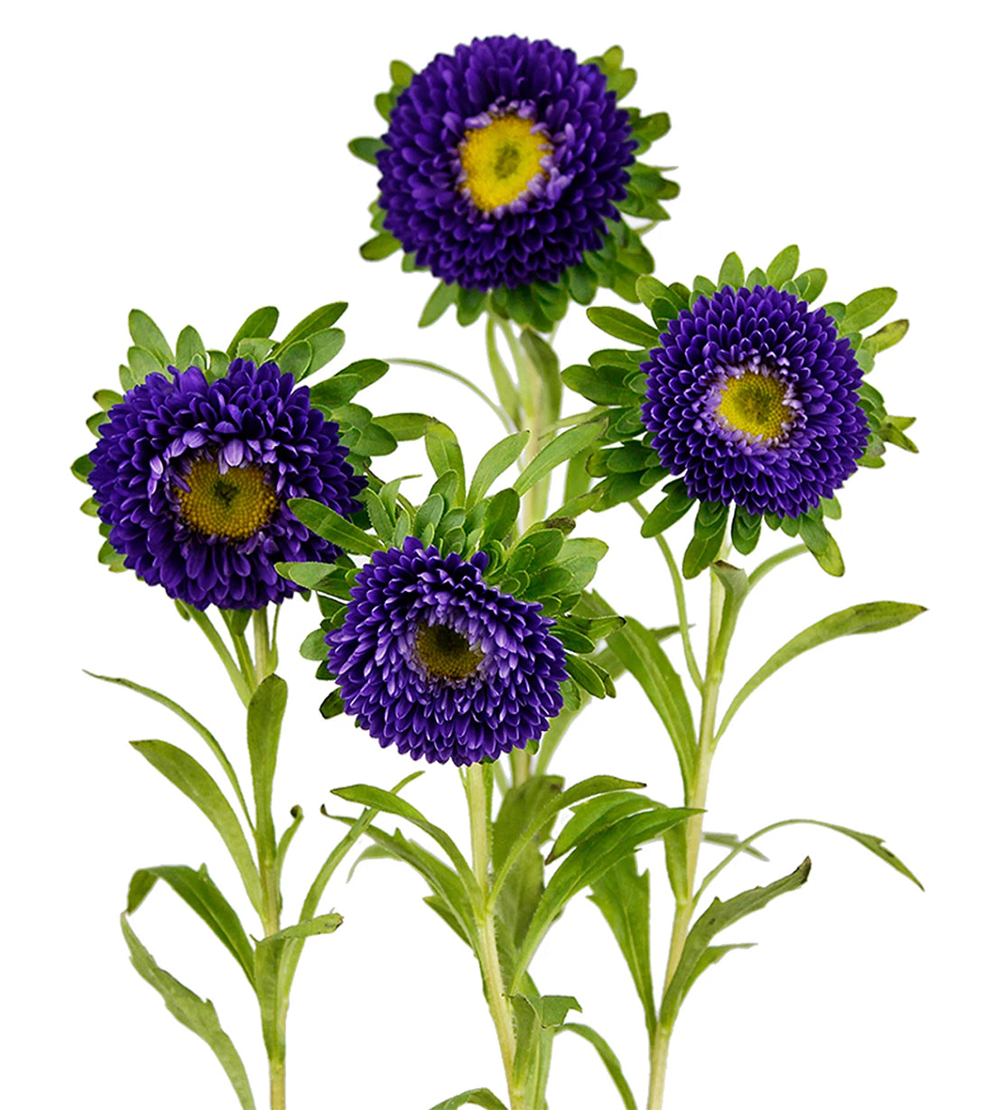 China Aster