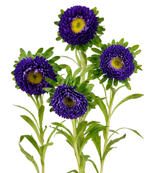 China Aster