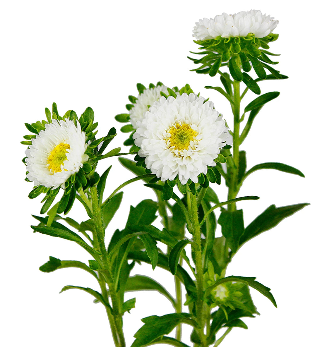 China Aster