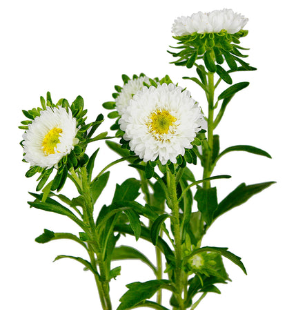 China Aster