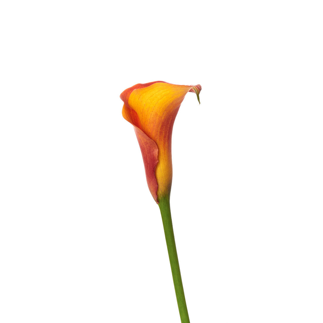 Calla Lily