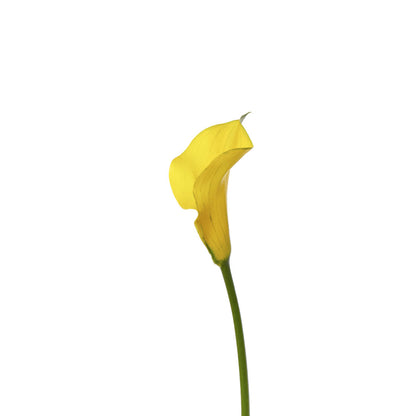 Calla Lily