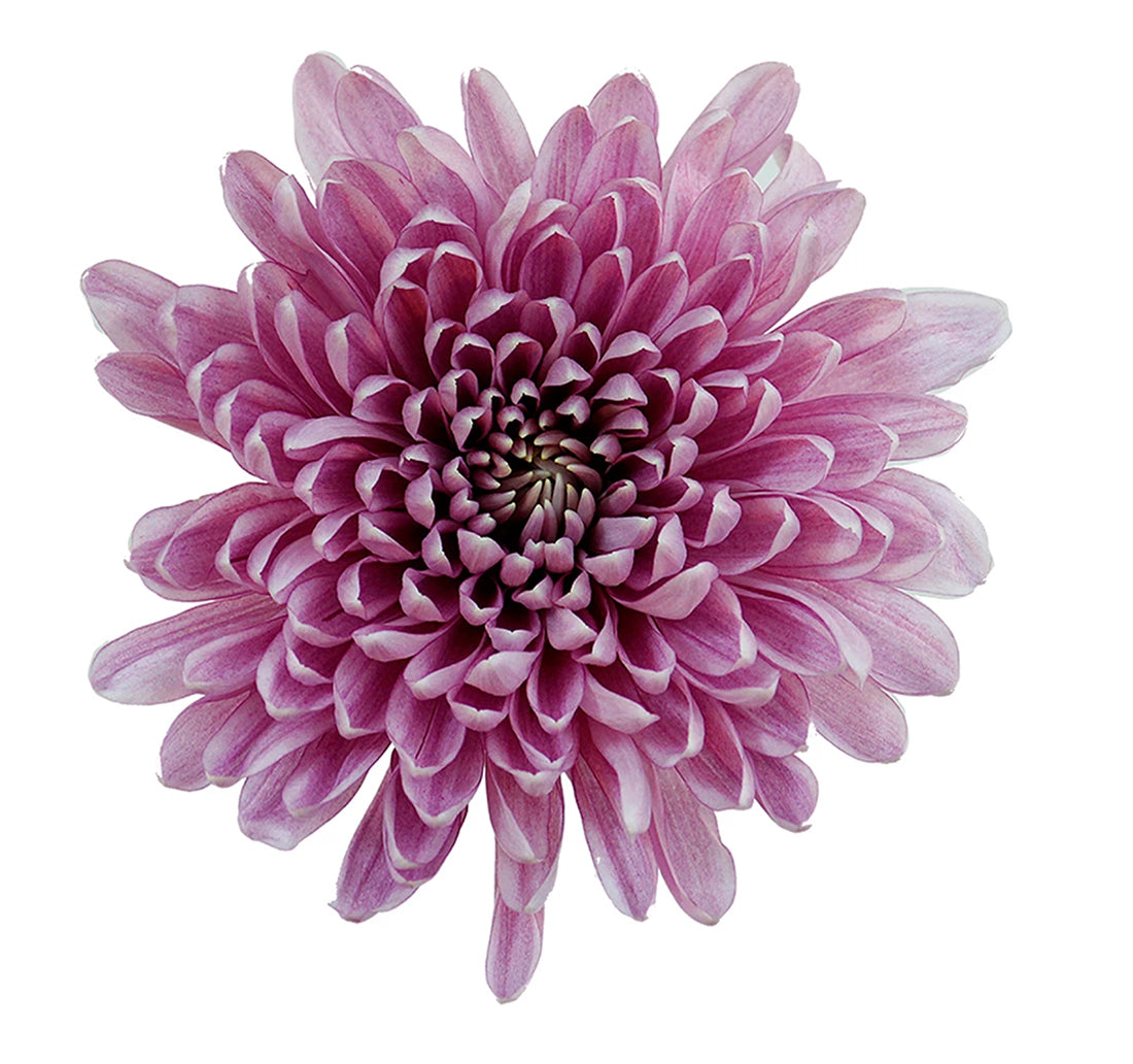 Chrysanthemum