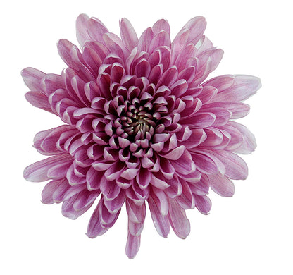 Chrysanthemum