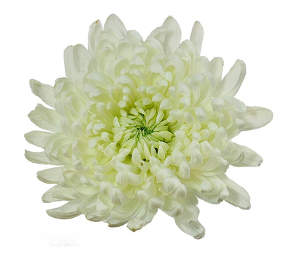 Chrysanthemum