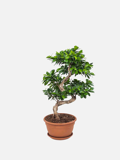 Bonsai tree