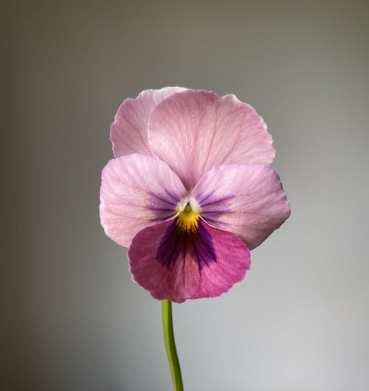 Pansy