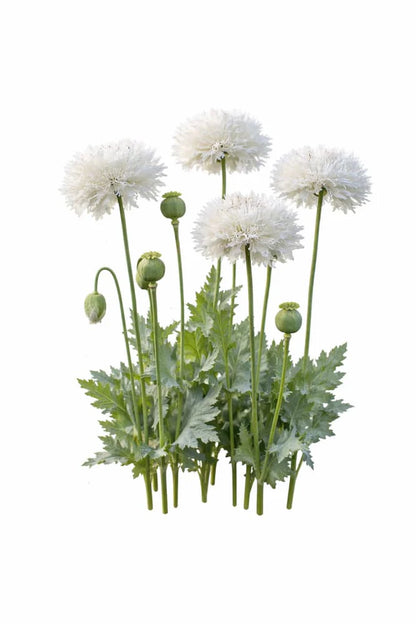 Anemone (Poppy)