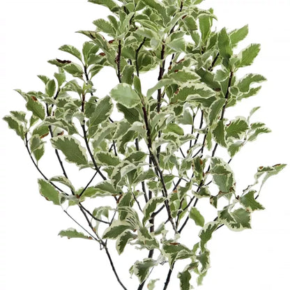 Pittosporum