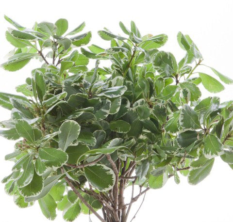 Pittosporum