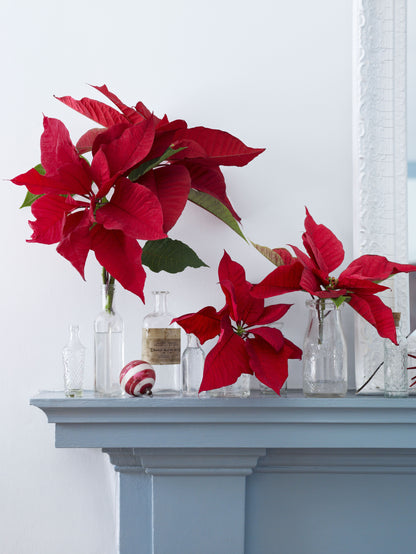 Poinsettia