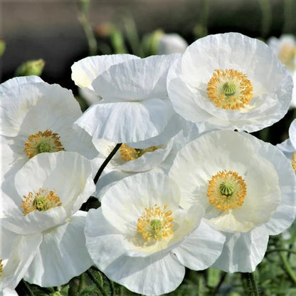 Anemone (Poppy)