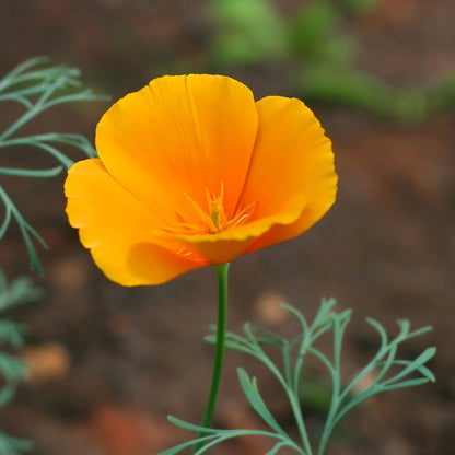 Anemone (Poppy)