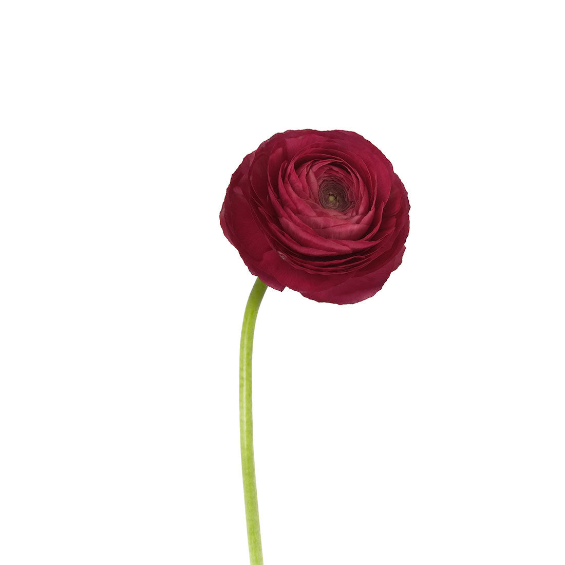 Ranunculus