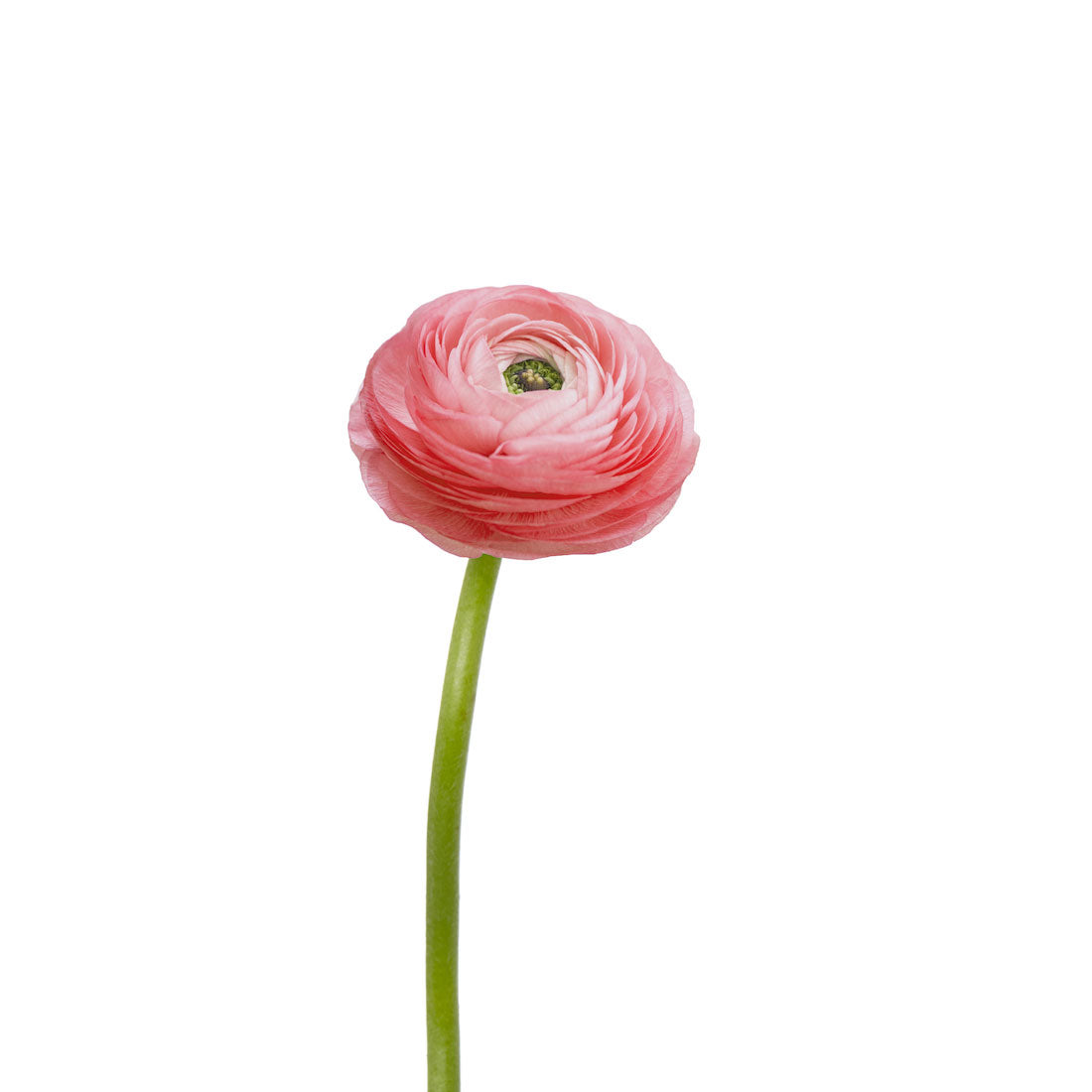 Ranunculus