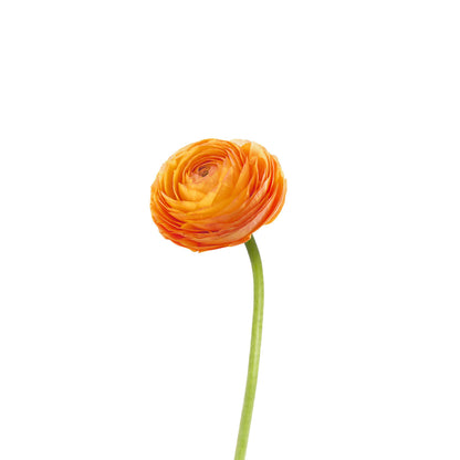 Ranunculus