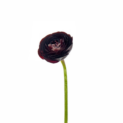 Ranunculus