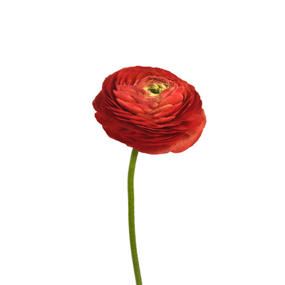 Ranunculus