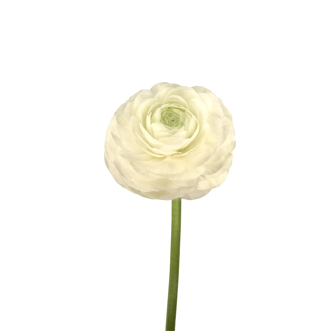 Ranunculus