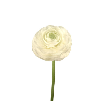 Ranunculus