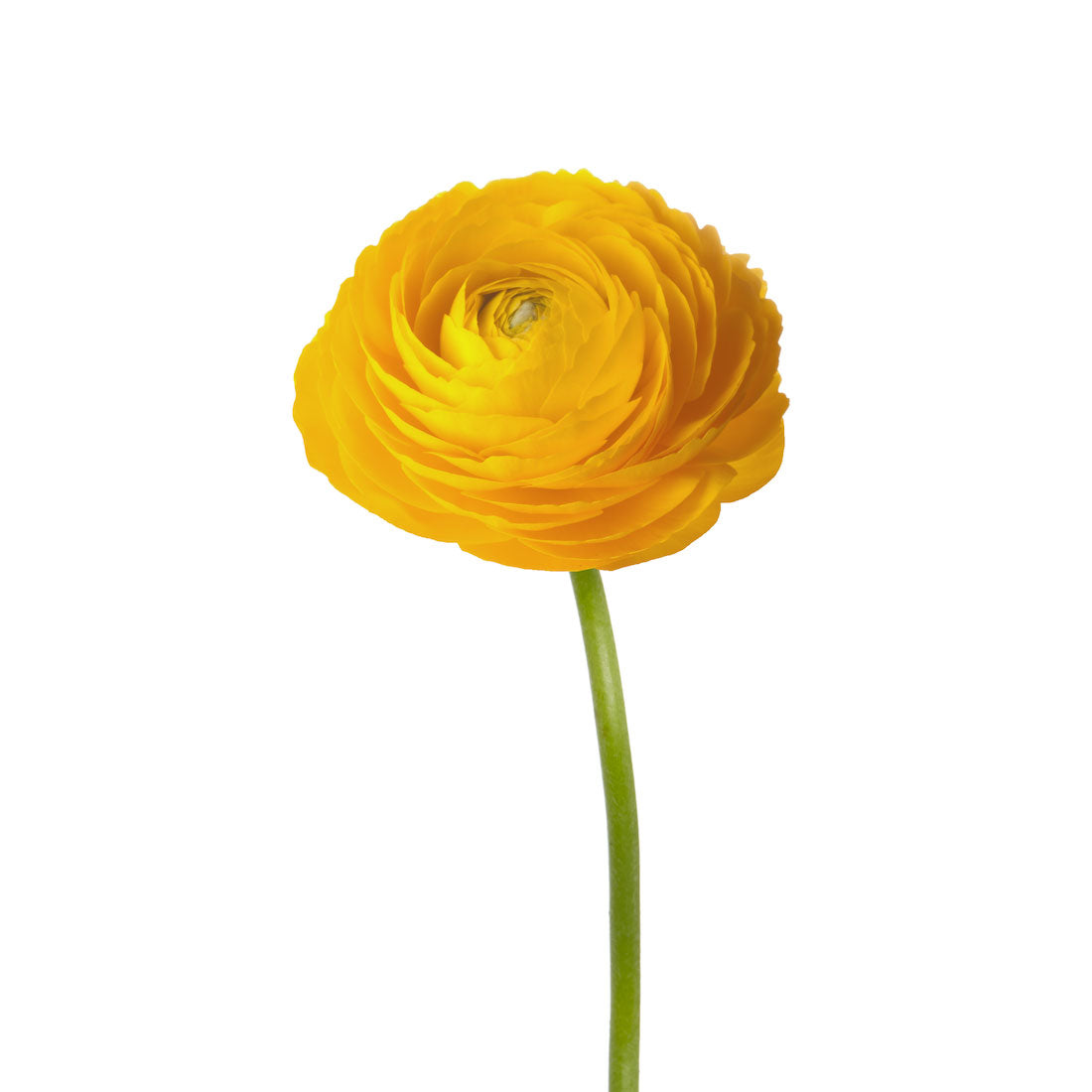 Ranunculus