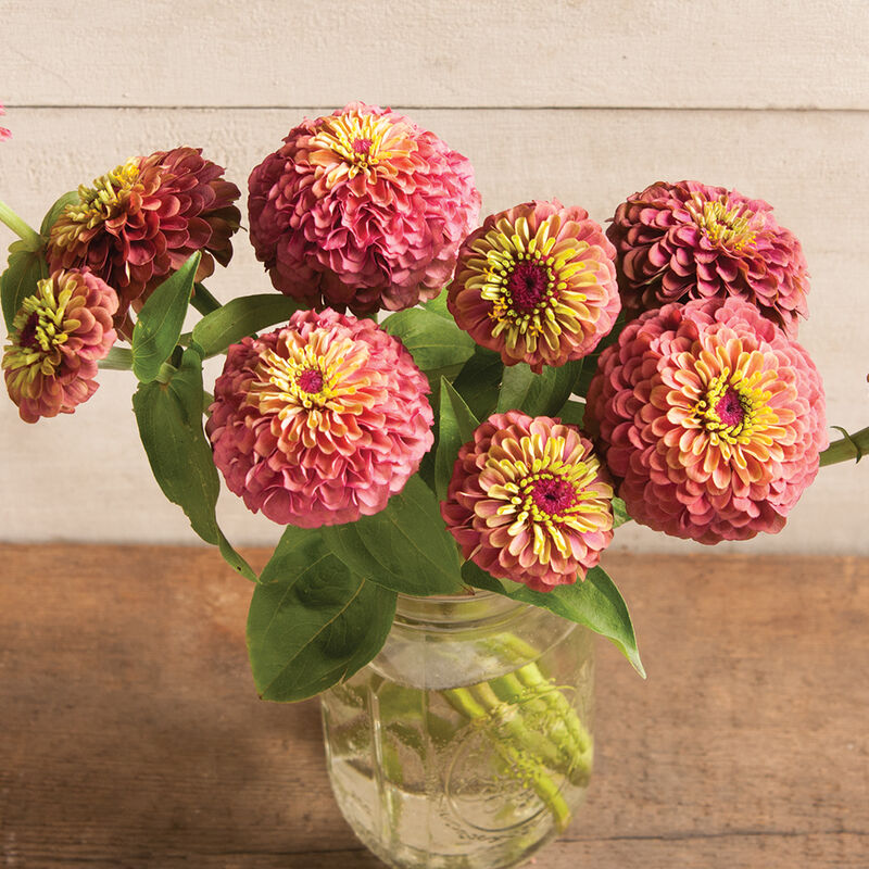 Zinnias