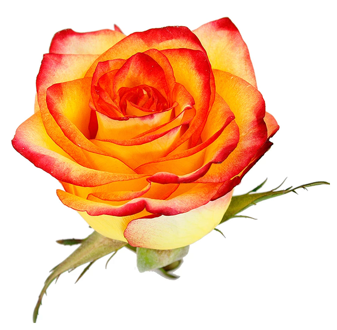 Roses