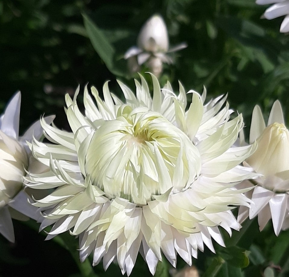 Straw flower