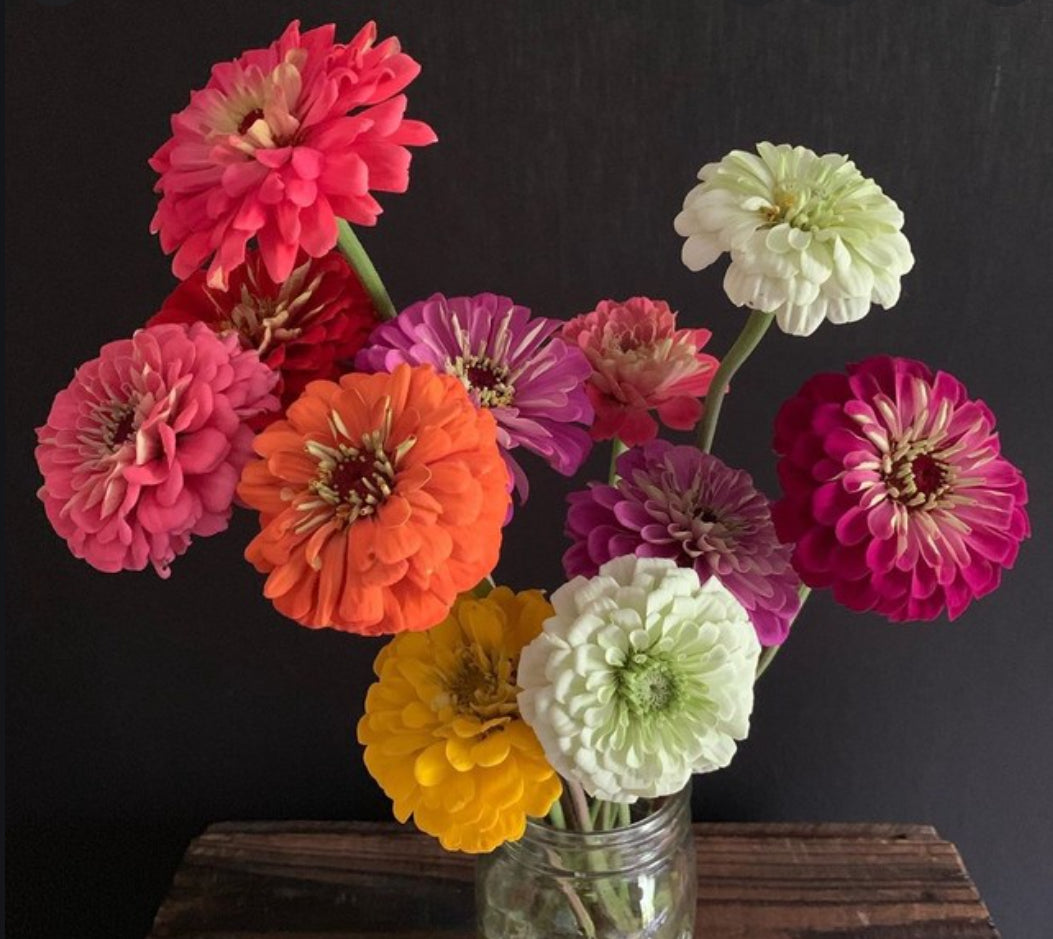 Zinnias