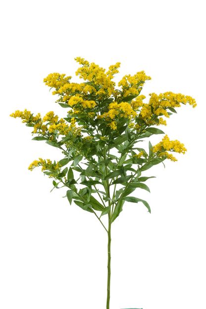 Solidago