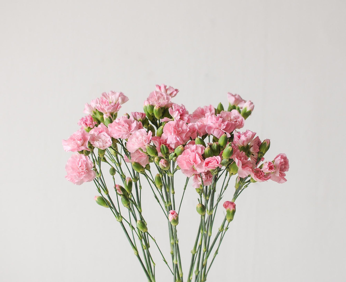 Spray Carnation