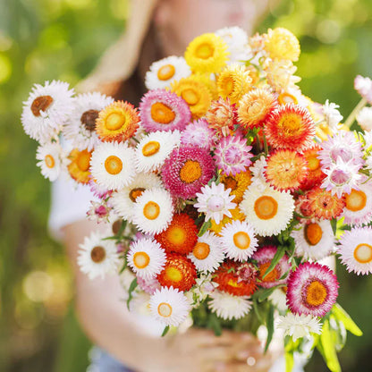 Straw flower